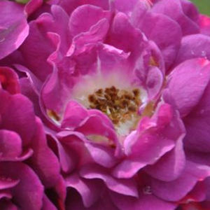 Интернет-Магазин Растений - Poзa Блю Магента - лиловая - Вьющаяся плетистая роза (рамблер) - роза с тонким запахом - Великие Розарии долины ЛуарыLoire - Одноразово цветущая плетистая роза с яркой расцветкой и приятным запахом.